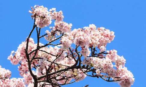 あｔみ桜